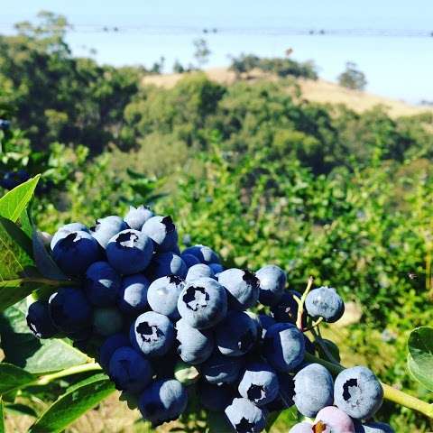 Photo: Blue Tongue Berries